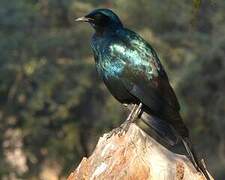 Burchell's Starling