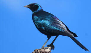 Burchell's Starling