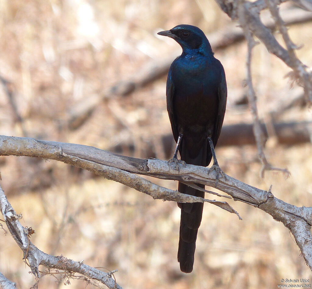 Meves's Starling