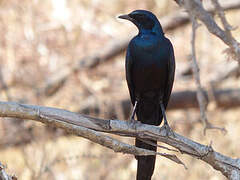 Meves's Starling