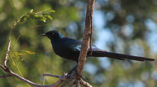 Meves's Starling