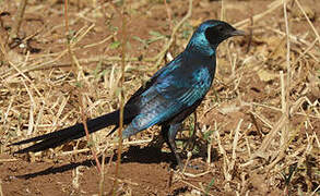 Meves's Starling