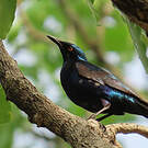 Choucador de Swainson
