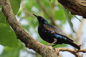 Choucador de Swainson