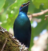 Choucador de Swainson