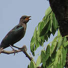 Choucador de Swainson