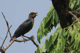 Choucador de Swainson