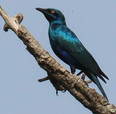 Choucador de Swainson