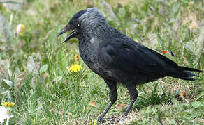 Western Jackdaw