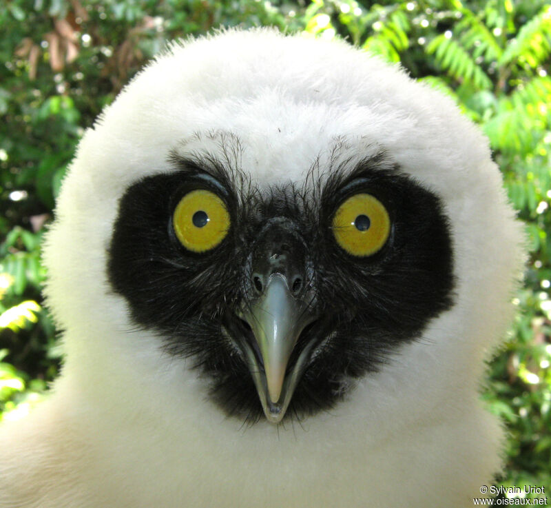 Spectacled OwlPoussin