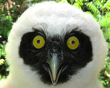 Spectacled Owl