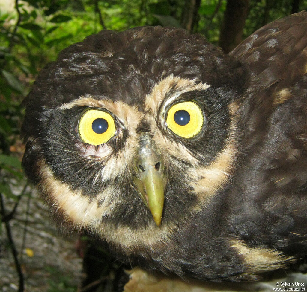 Spectacled Owladult