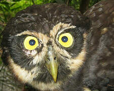 Spectacled Owl