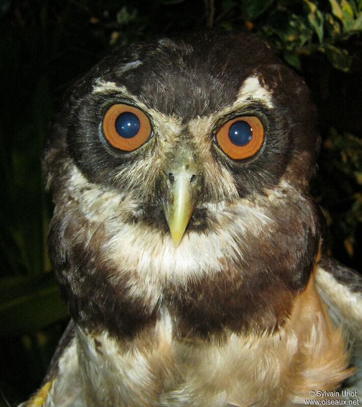 Spectacled Owladult