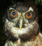 Spectacled Owl