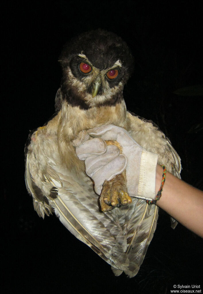 Chouette à lunettes