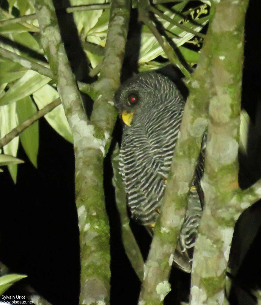 Black-banded Owladult