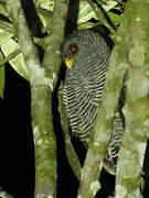 Black-banded Owl