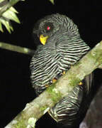 Black-banded Owl