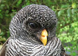 Black-banded Owl