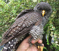 Black-banded Owl