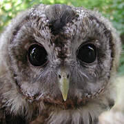 Tawny Owl