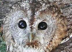 Tawny Owl