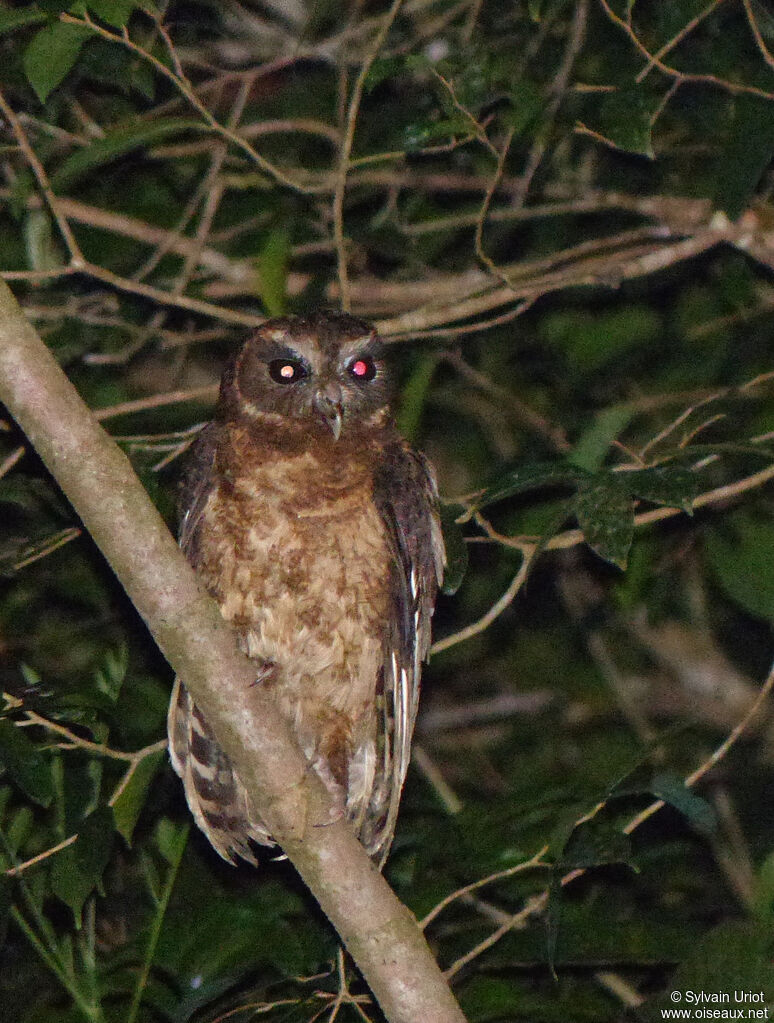 Mottled Owl