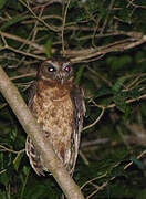 Mottled Owl