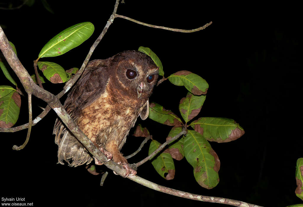 Mottled Owl