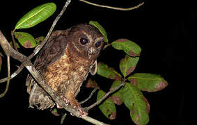 Mottled Owl