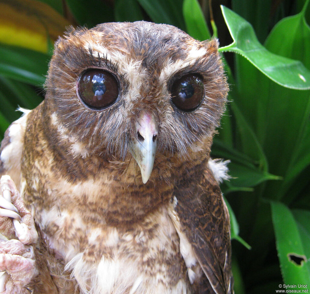 Mottled Owladult