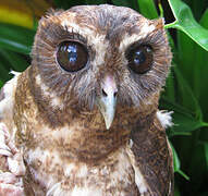 Mottled Owl