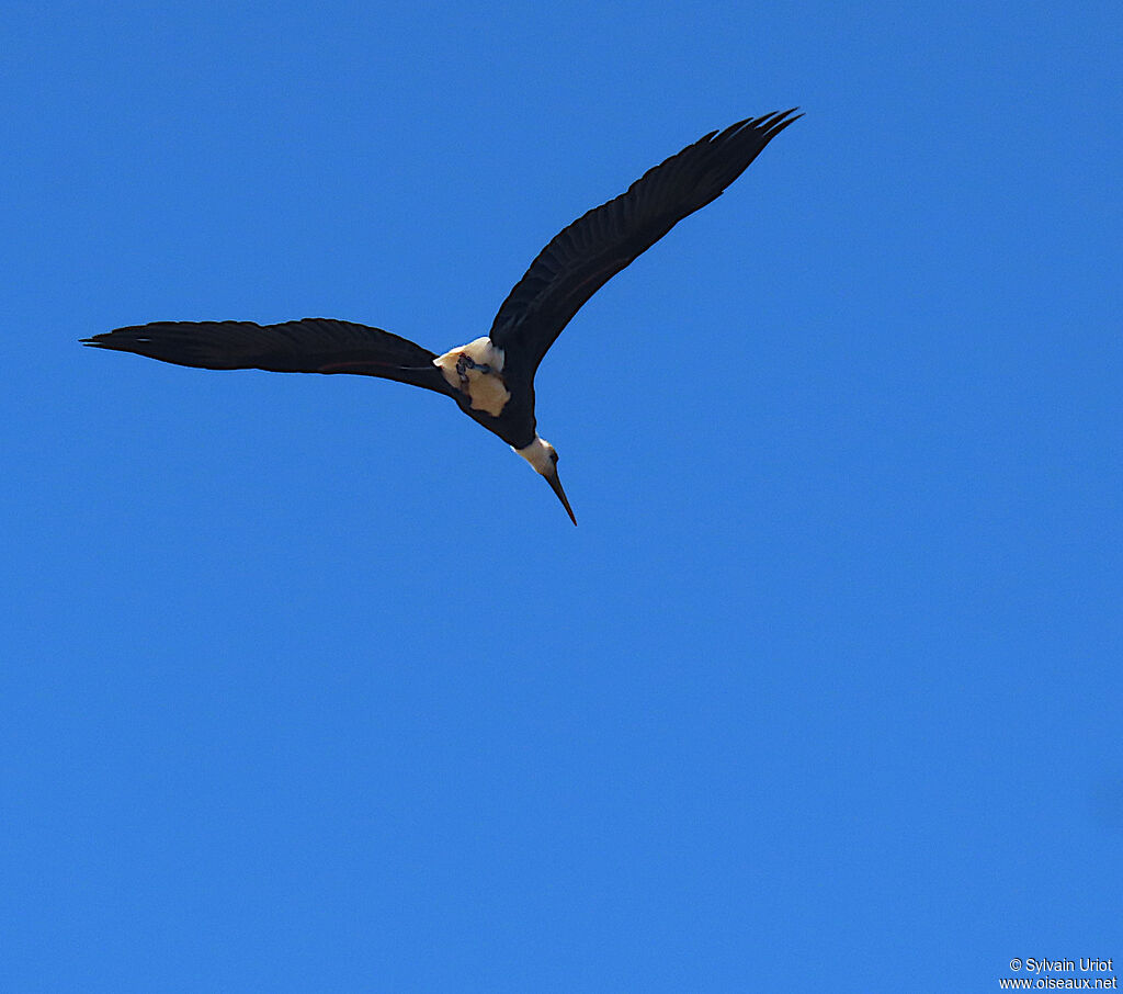 African Woolly-necked Storkadult