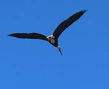 African Woolly-necked Stork