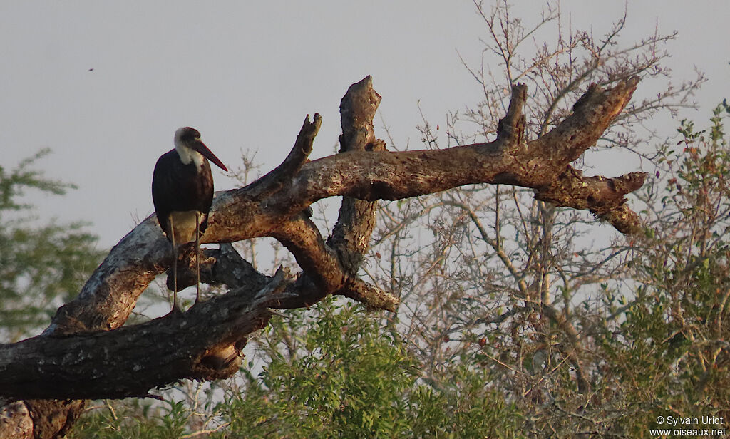 African Woolly-necked Storkadult