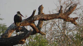 African Woolly-necked Stork