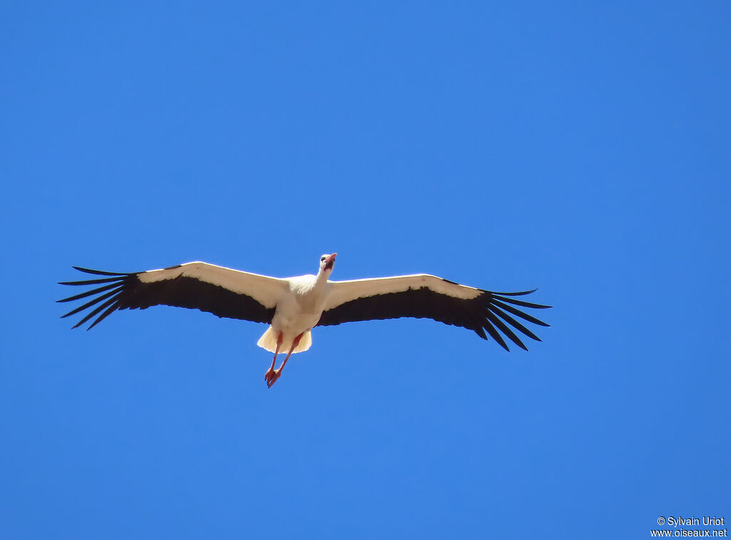 Cigogne blanche adulte