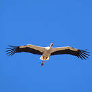 Cigogne blanche