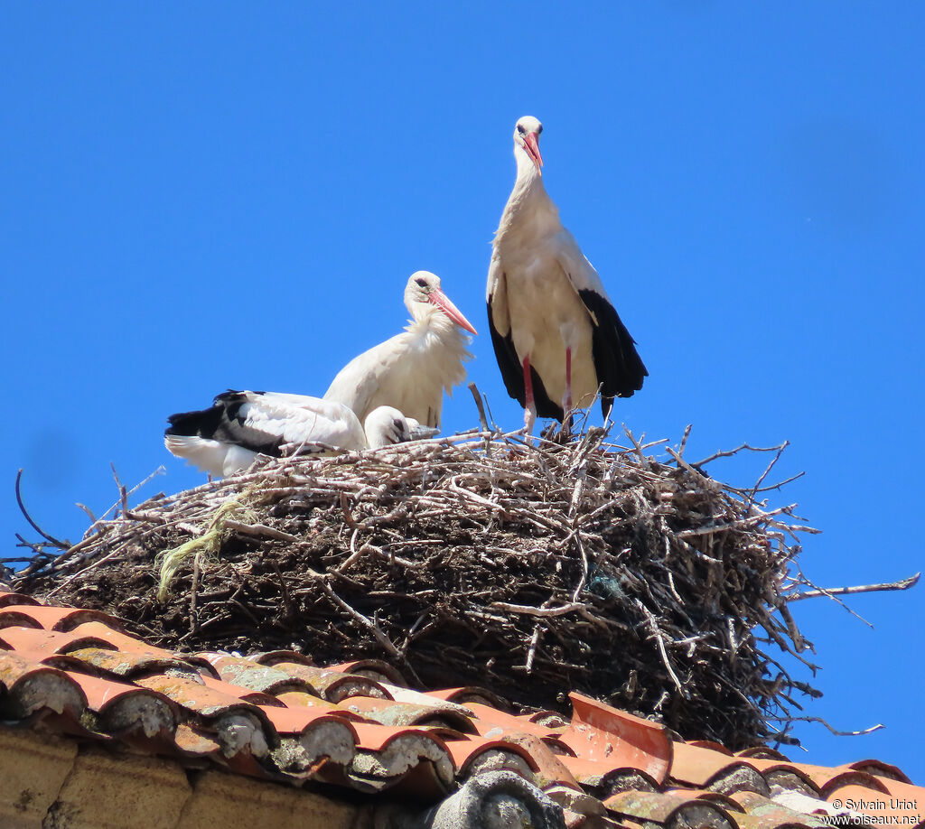 Cigogne blanche nidification