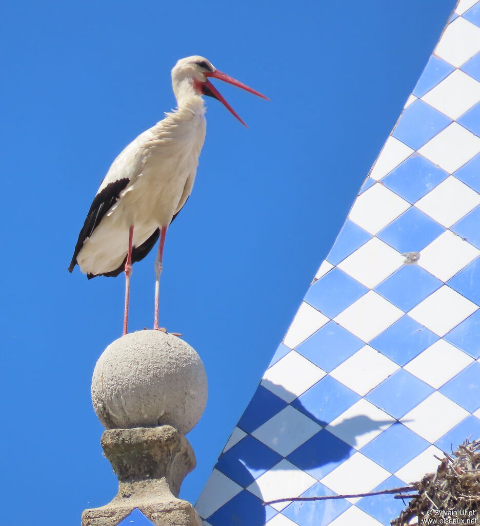 Cigogne blanche adulte