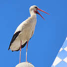 Cigogne blanche
