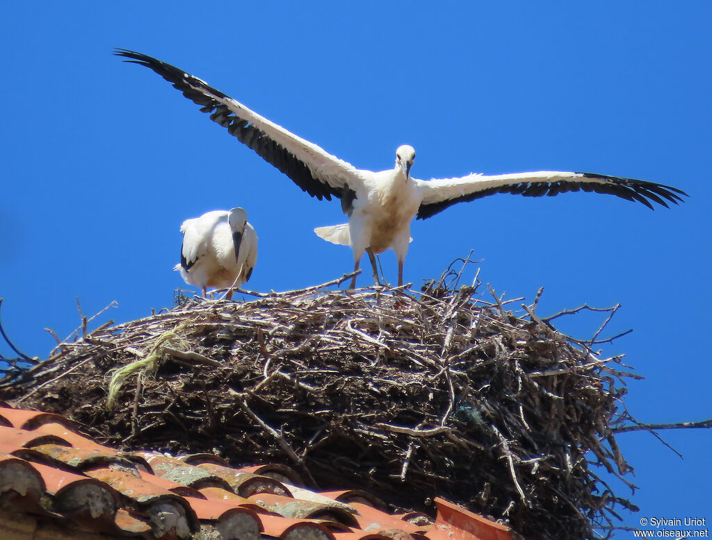 Cigogne blanche poussin, nidification