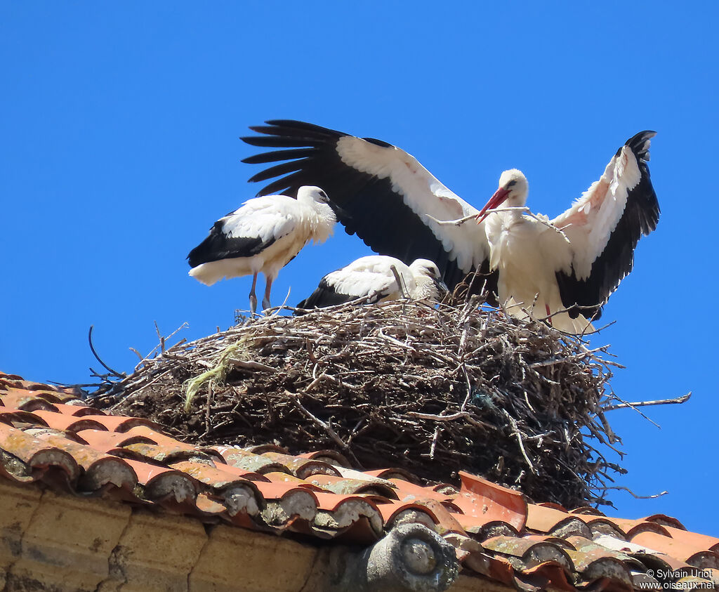 Cigogne blanche nidification