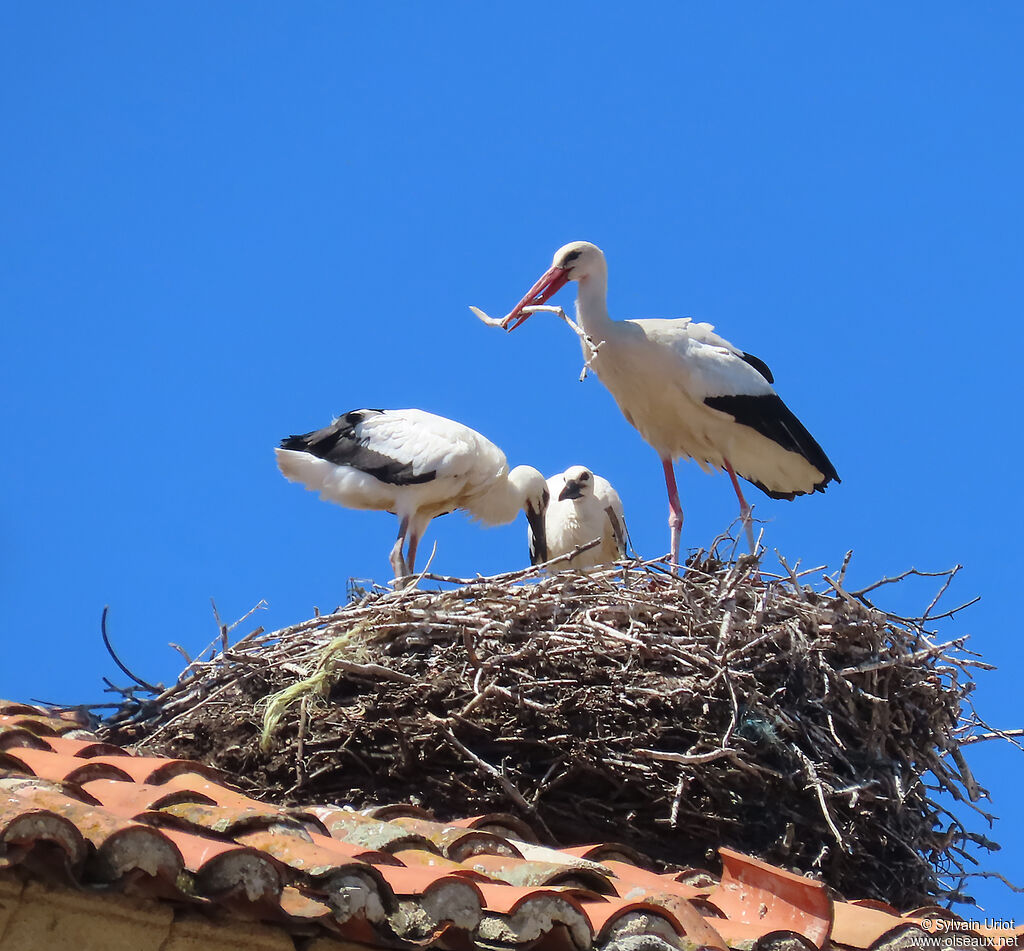 Cigogne blanche nidification