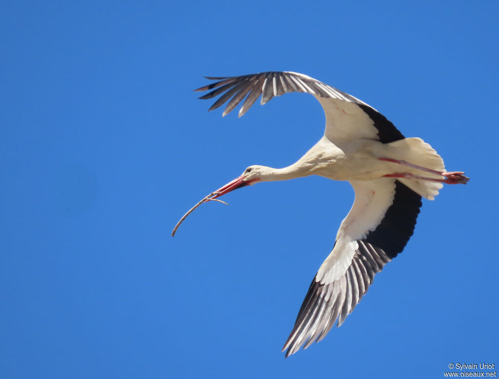 Cigogne blanche adulte, nidification