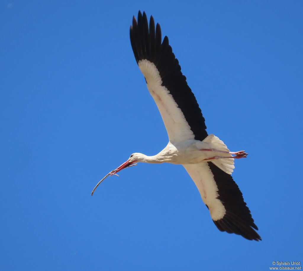 Cigogne blanche adulte, nidification
