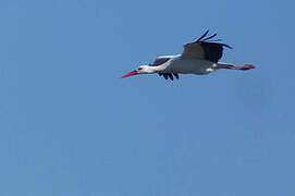 Cigogne blanche