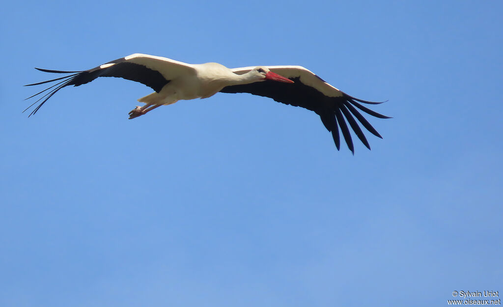Cigogne blanche adulte