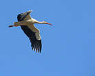 Cigogne blanche